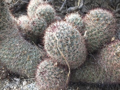 Mammillaria dioica