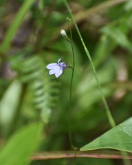 Lobelia nuttallii