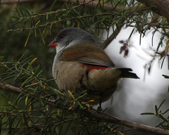 Coccopygia melanotis