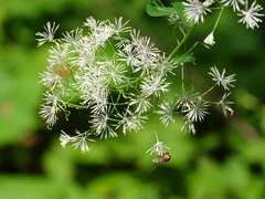 Thalictrum pubescens