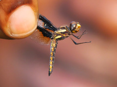 Palpopleura albifrons