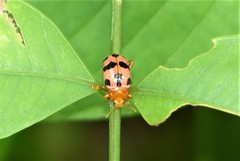 Podontia affinis