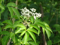 Sambucus canadensis