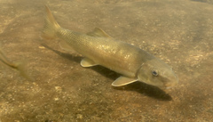 Catostomus tsiltcoosensis