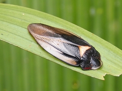 Phortioeca phoraspoides image