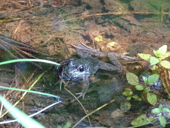 Lithobates clamitans
