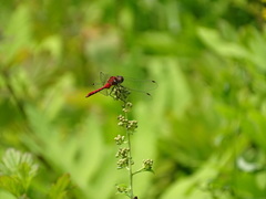 Sympetrum