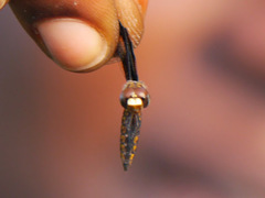 Palpopleura albifrons