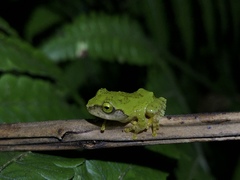 Kurixalus berylliniris