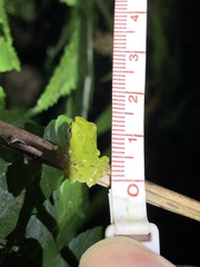 Kurixalus berylliniris