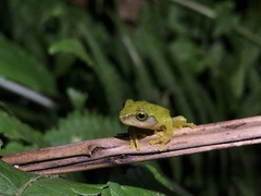 Kurixalus berylliniris