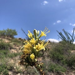 Agave schottii schottii