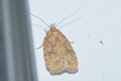 Agonopterix robiniella