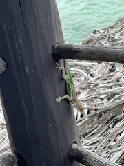 Anolis leachii