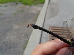 Hagenius brevistylus