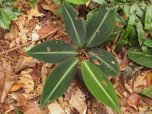 Costus laevis (Costus laevis)