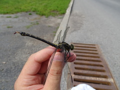 Hagenius brevistylus