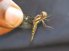 Palpopleura albifrons
