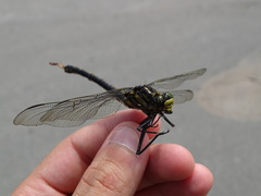 Hagenius brevistylus