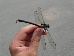 Hagenius brevistylus