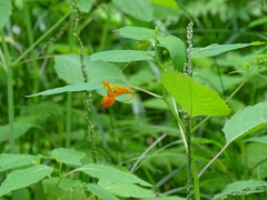 Impatiens capensis