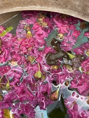 Eleutherodactylus marnockii