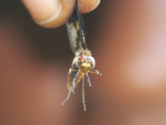 Palpopleura albifrons