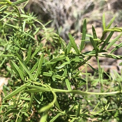 Metastelma arizonicum