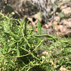 Metastelma arizonicum