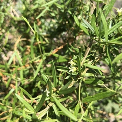 Metastelma arizonicum