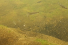 Richardsonius balteatus