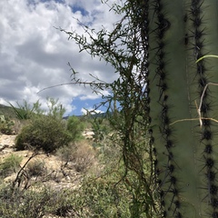 Metastelma arizonicum