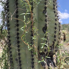 Metastelma arizonicum