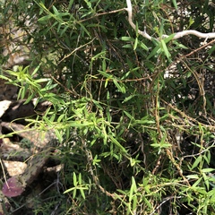 Metastelma arizonicum