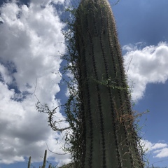 Metastelma arizonicum