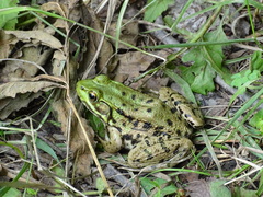 Lithobates clamitans