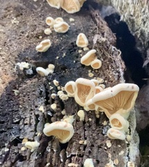 Pseudomerulius