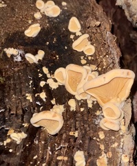 Pseudomerulius
