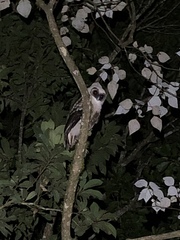 Strix leptogrammica