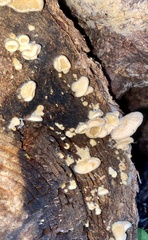 Pseudomerulius