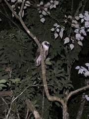 Strix leptogrammica