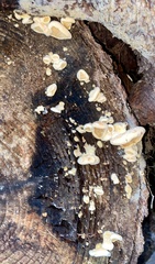Pseudomerulius