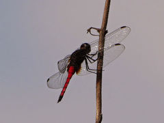 Hadrothemis defecta