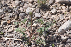 Dalea lachnostachys