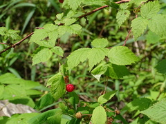 Rubus idaeus