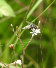 Diptera