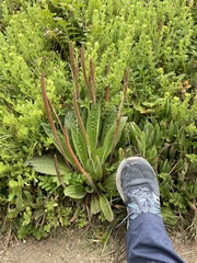 Plantago subnuda