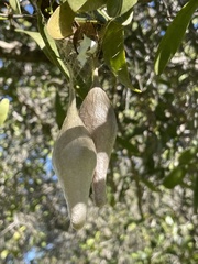 Ordgarius magnificus