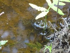 Lithobates clamitans