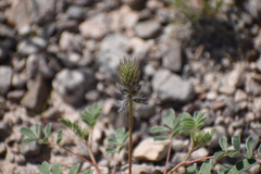 Dalea lachnostachys